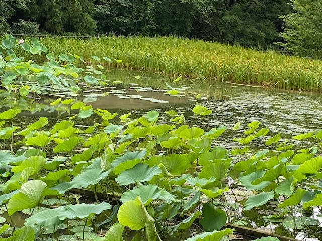 夏の湿地ビオトープ