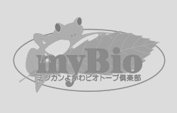 2024年3月30日　大掃除　ホダ木の整理　落ち葉かき